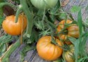amana_orange_fr