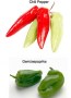 chili_paprika_kat5