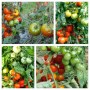 frueh_und_rot
