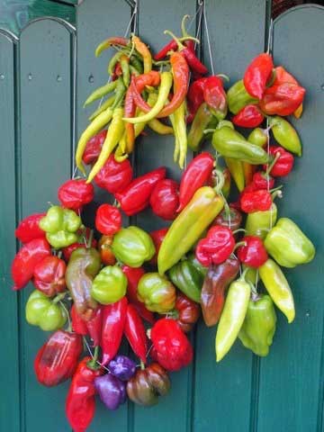 Chili und Paprika